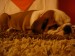 DSC03440.JPG